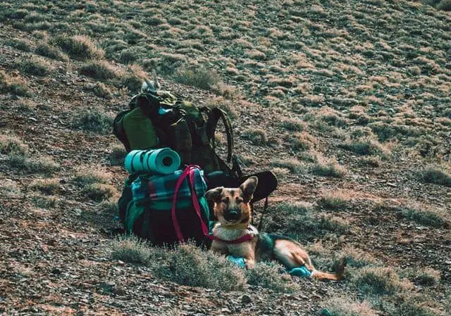 Best Dogs For Hiking And Camping