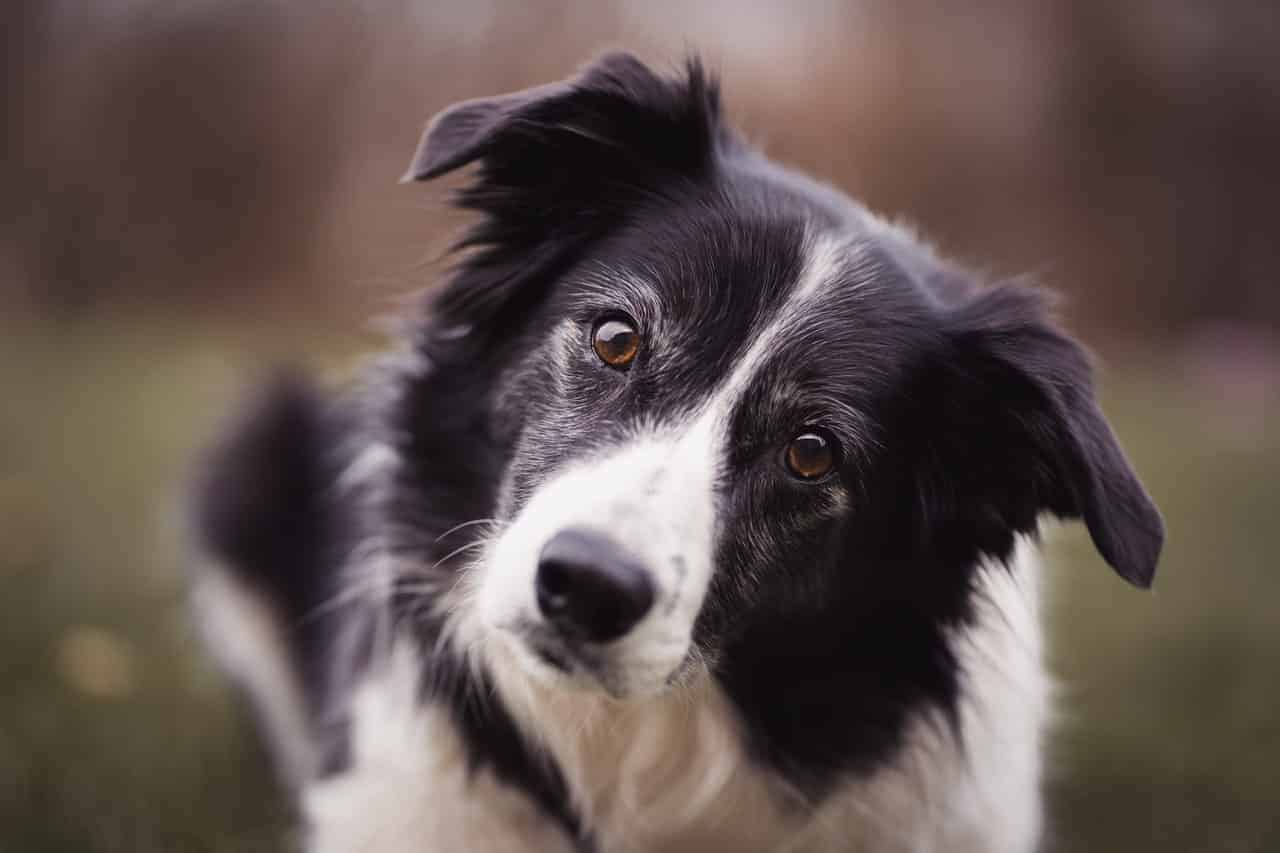Border Collie dogs