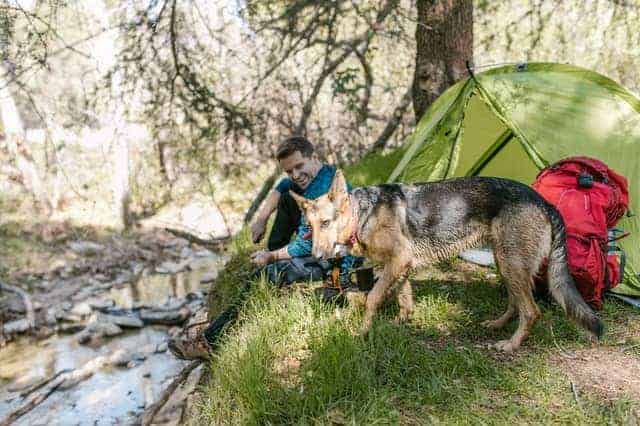 Preparing Your Dog for Hikes and Camping