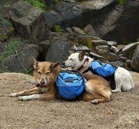 best dog backpack for hiking