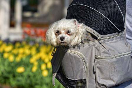 best dog backpack carrier for hiking