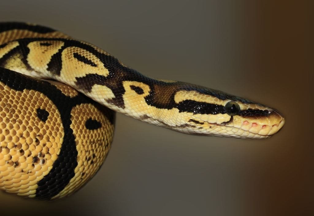 How to Avoid Snakes While Hiking How to Avoid Snakes While Hiking
