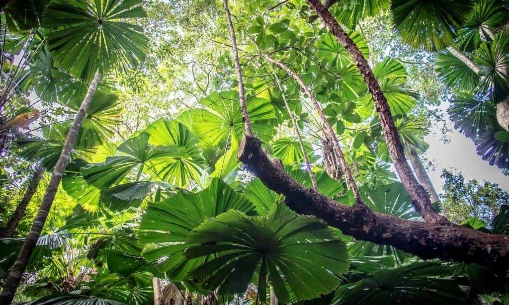 daintree national park daintree national park