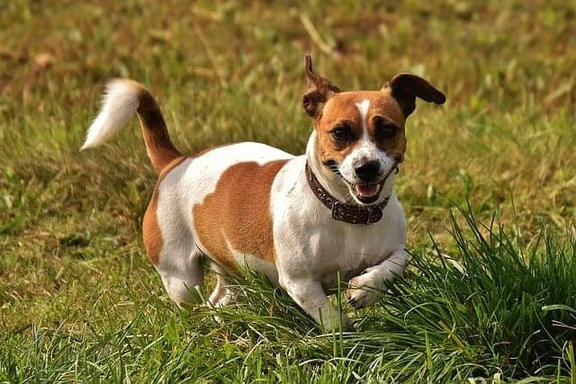 Best small dogs for hiking Jack Russel Terrier Best small dogs for hiking Jack Russel Terrier