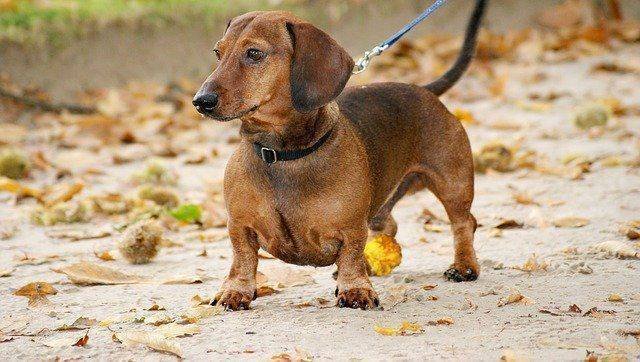 Best small dogs for hiking Best small dogs for hiking