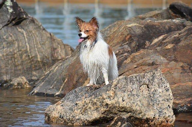 Papillon Dog Papillon Dog