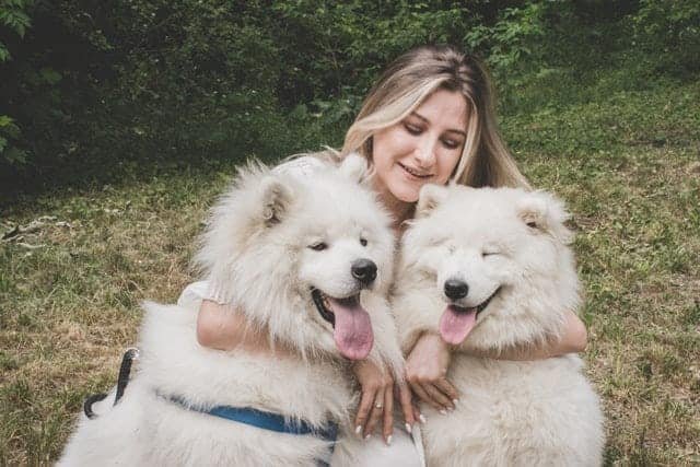 Pomeranians Pomeranians