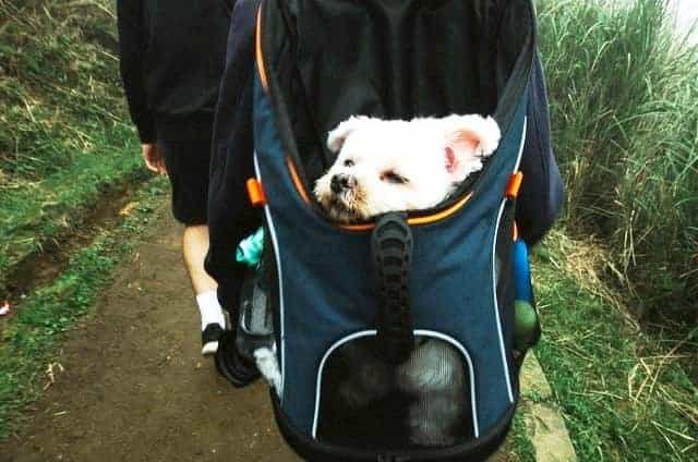 puppy hiking backpack