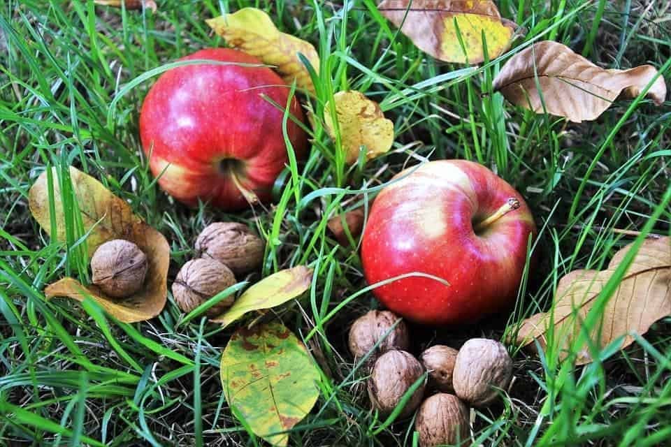 Nutrition For Hiking: 8 Tips You Should Know 4 Food or Survival Rations