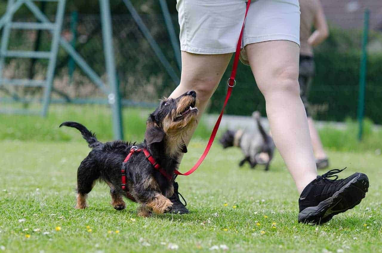 Best Tips For Hiking With A Small Dog 2 Dachshund Dog