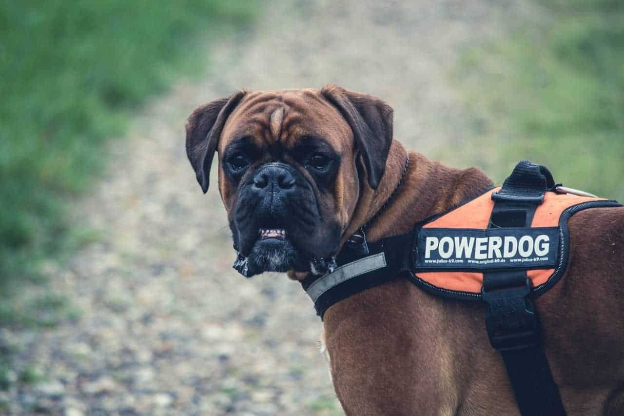 Boxer Dog Boxer Dog