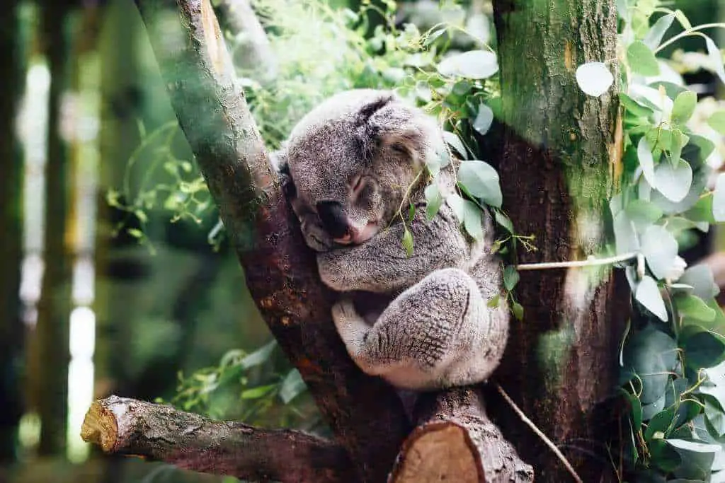 Places to Visit in Australia For Animal Lovers
