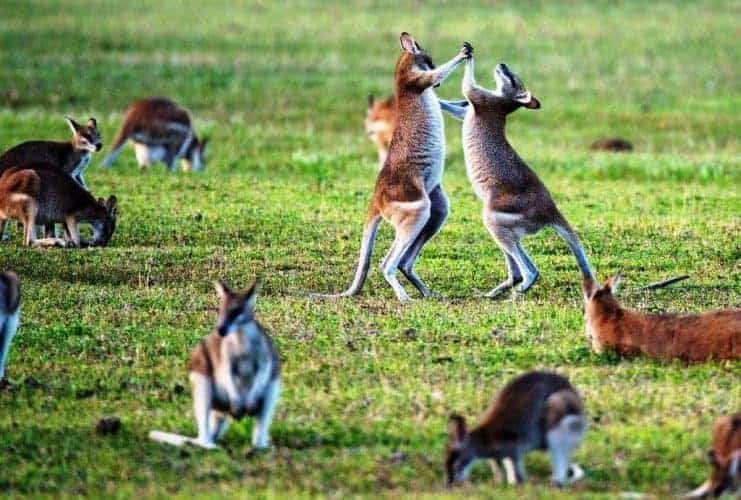9 Places to Visit in Australia For Animal Lovers: Backpacker's Guide 3 Places to Visit in Australia