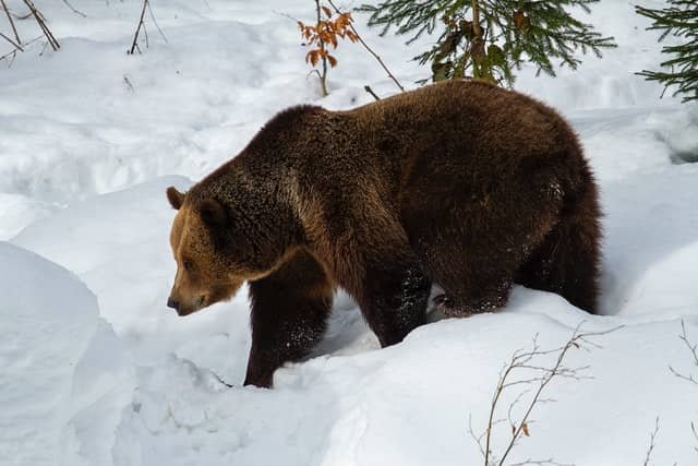 11 Best Hiking Safety Tips Bears 1 Planning hiking through a bear country