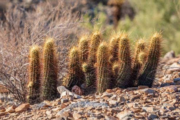 McDowell Sonoran Reserve hiking near Scottsdale az