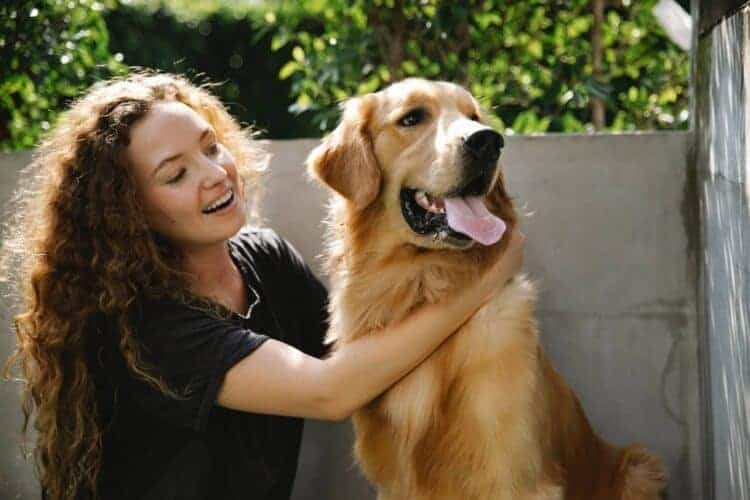 Are Golden Retrievers Good Hiking Dogs? 2 Energetic Dog