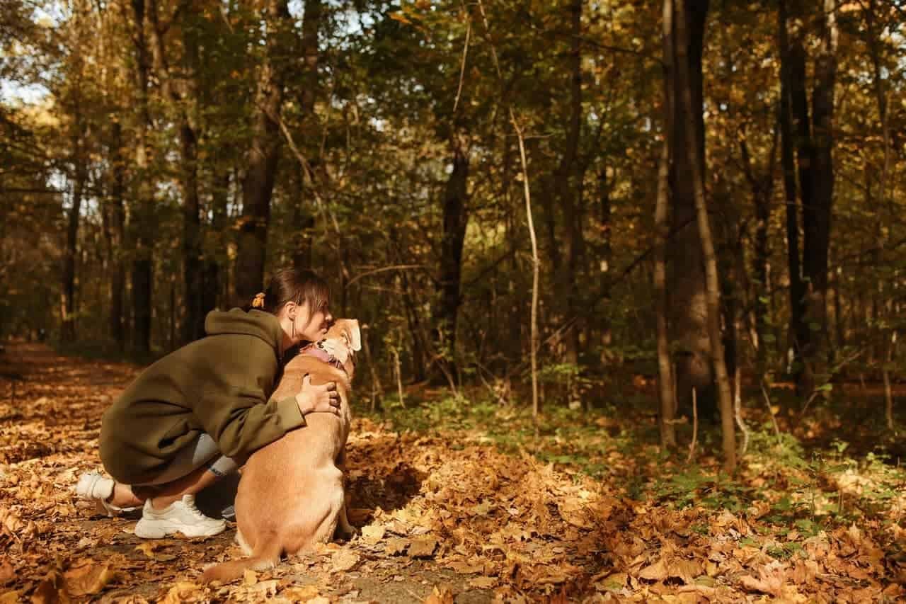 Hiking Dogs Keeping Them Safe