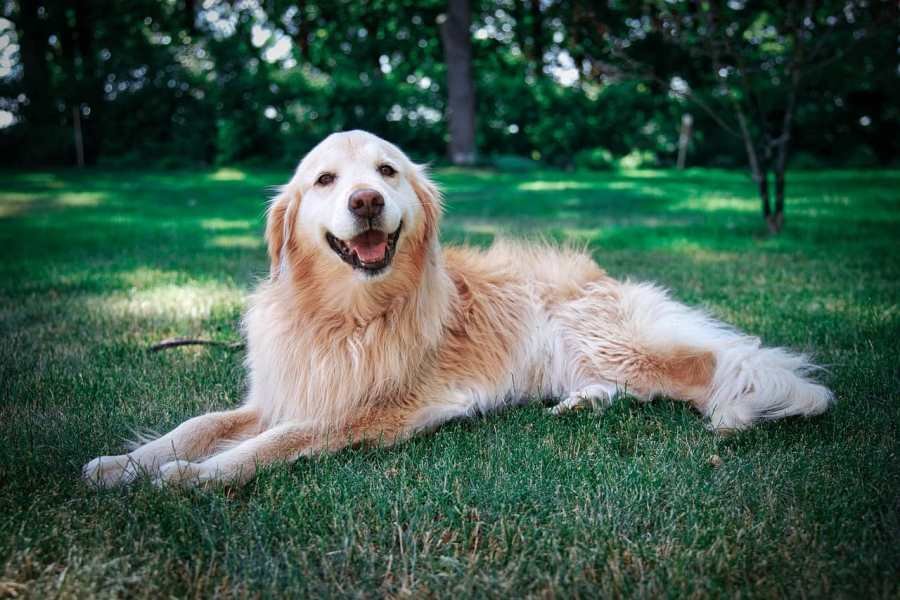 Are Golden Retrievers Good Hiking Dogs