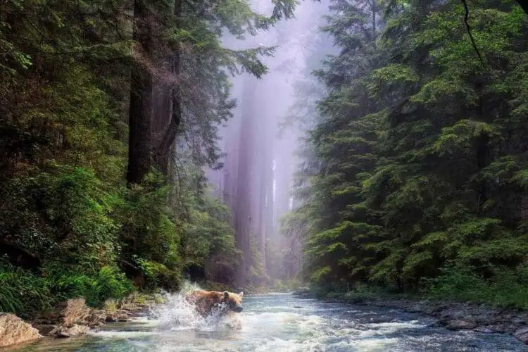 California Redwoods