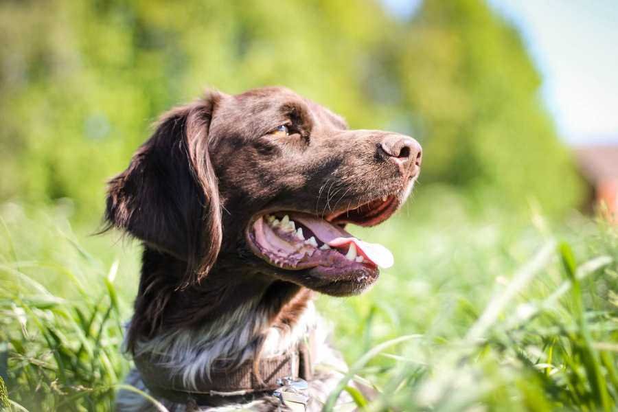 Dog Exercise Tips for Summer